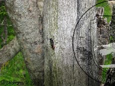 Оруссус паразитический 001